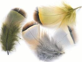Veniard french Partrige Feathers