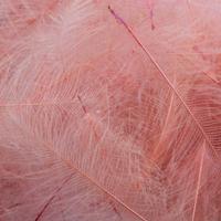 Salmon Pink 